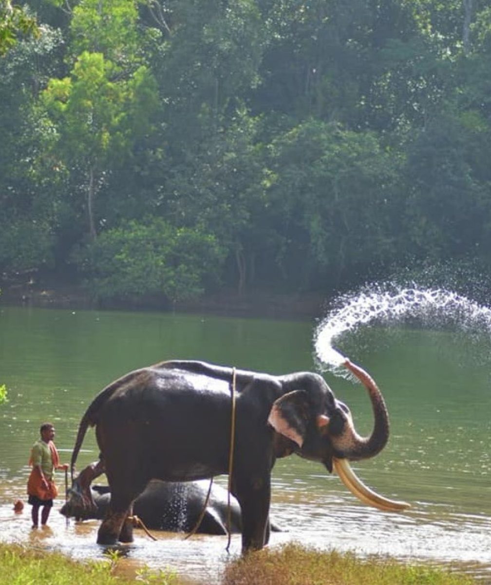 Kottur Elephant